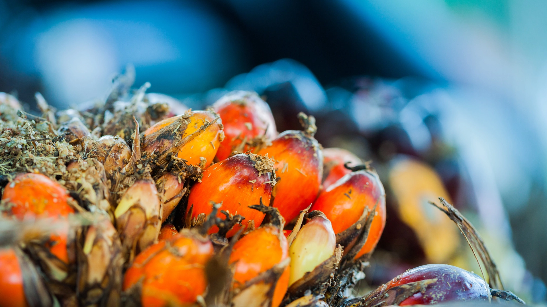 Treating palm oil mill effluent